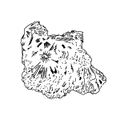 Duftnoten